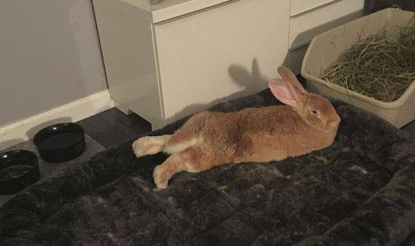 Как приучить кролика к лотку в домашних условиях