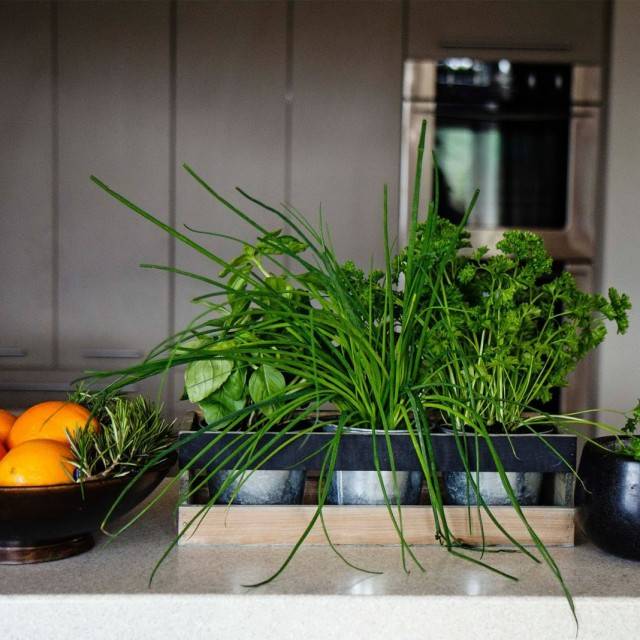 Как выращивать зелень: кинзу, укроп и петрушку дома на подоконнике зимой или круглый год.