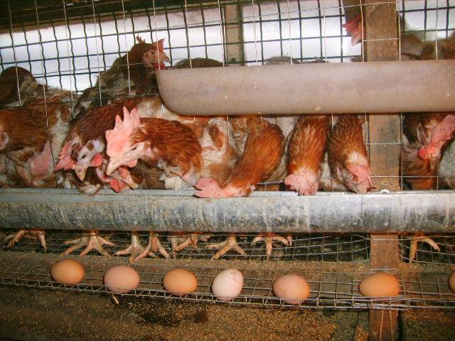 Как и чем кормить кур чтобы несли много яиц
