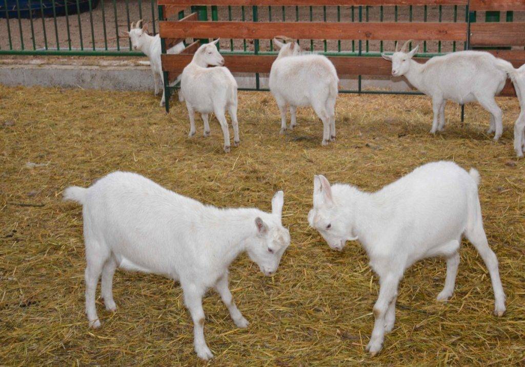 Коза на подворье — 5 советов для начинающих. как выбрать козу, домик и аптечка для коз