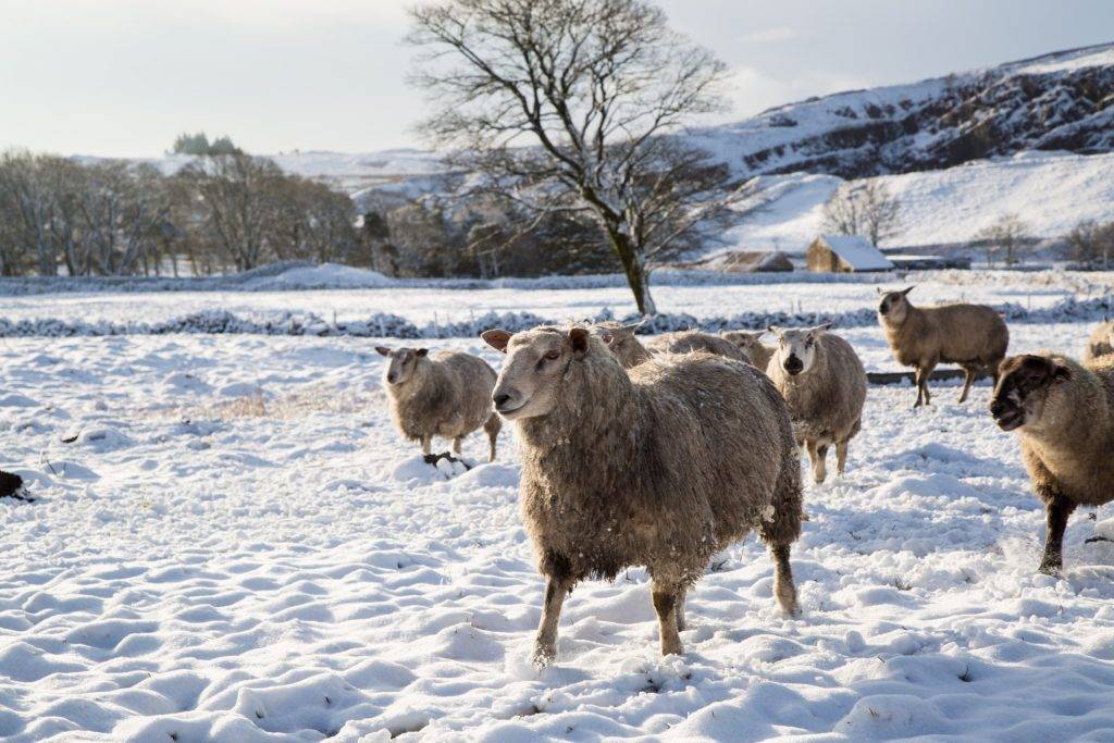 Содержание и кормление овец в зимний период - домашние наши друзья