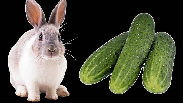 Можно ли давать кроликам тыкву с кабачками: польза и правила кормления