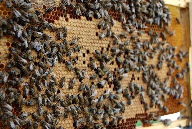 Американский гнилец пчел: характерные признаки, диагностика и лечение