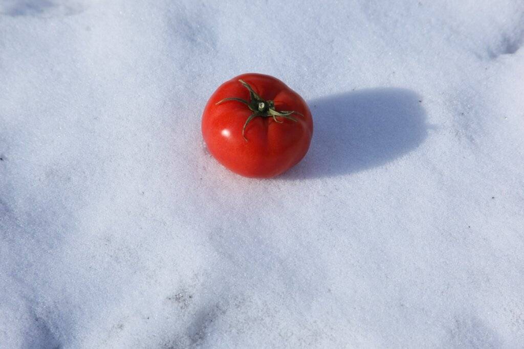 Посев томатов под зиму в открытый грунт: уникальный способ выращивания