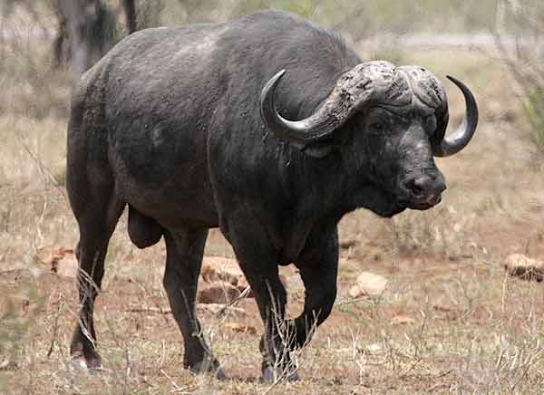 Низкорослый буйвол: описание вида, образ жизни малорослого быка, численность карликовых быков