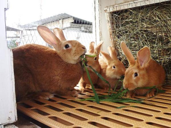 Бургундская порода кроликов: описание и характеристика, отзывы