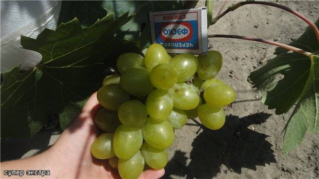Выращивание винограда супер экстра — что это за гибридный сорт?