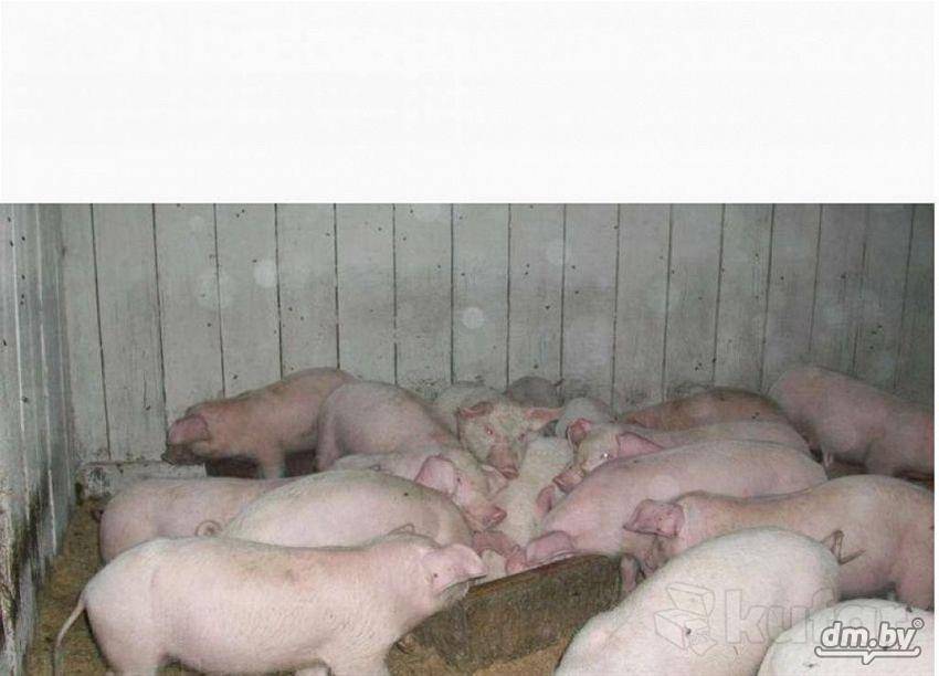 Йоркширская порода свиней