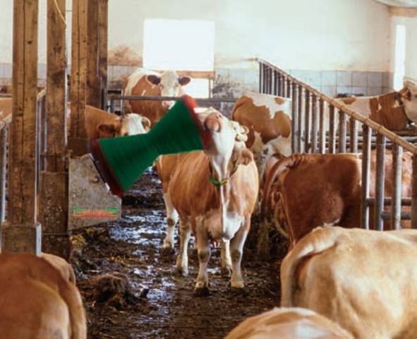 Кормление крс | содержание и кормление сухостойных коров