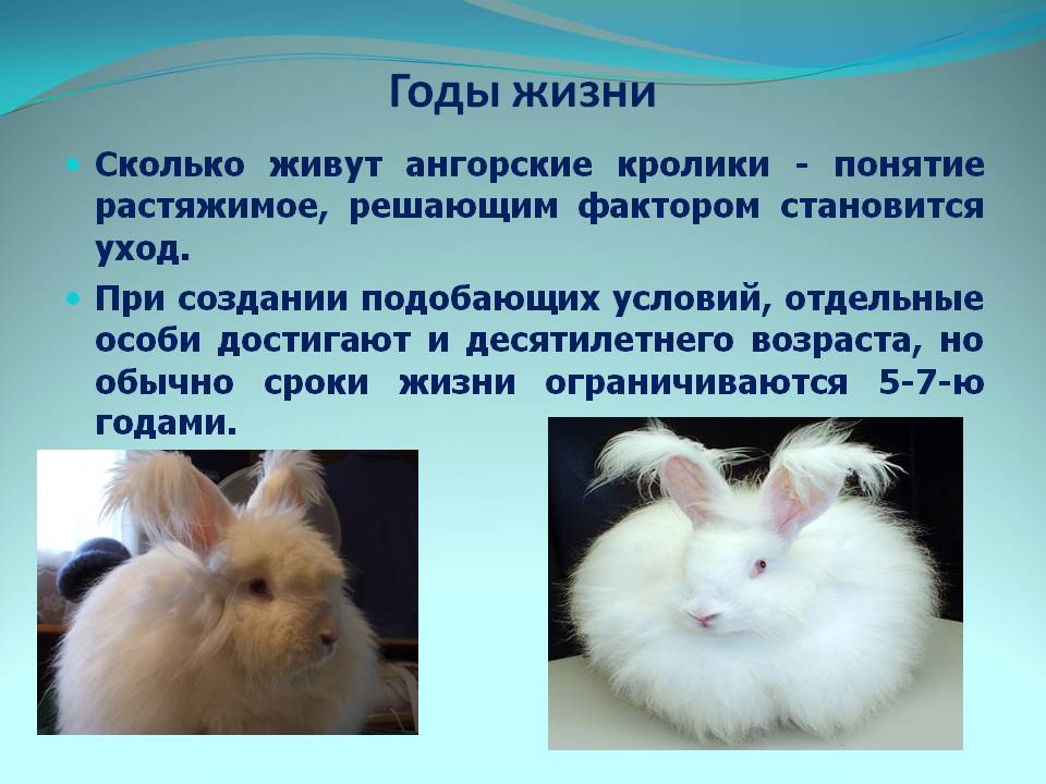 ✅ сколько живет кролик: продолжительность жизни обычного и декоративного кроликов