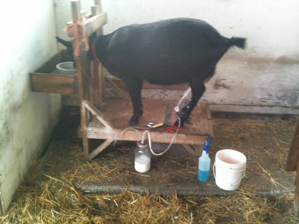 Станок для доения коз: как сделать своими руками — selok.info