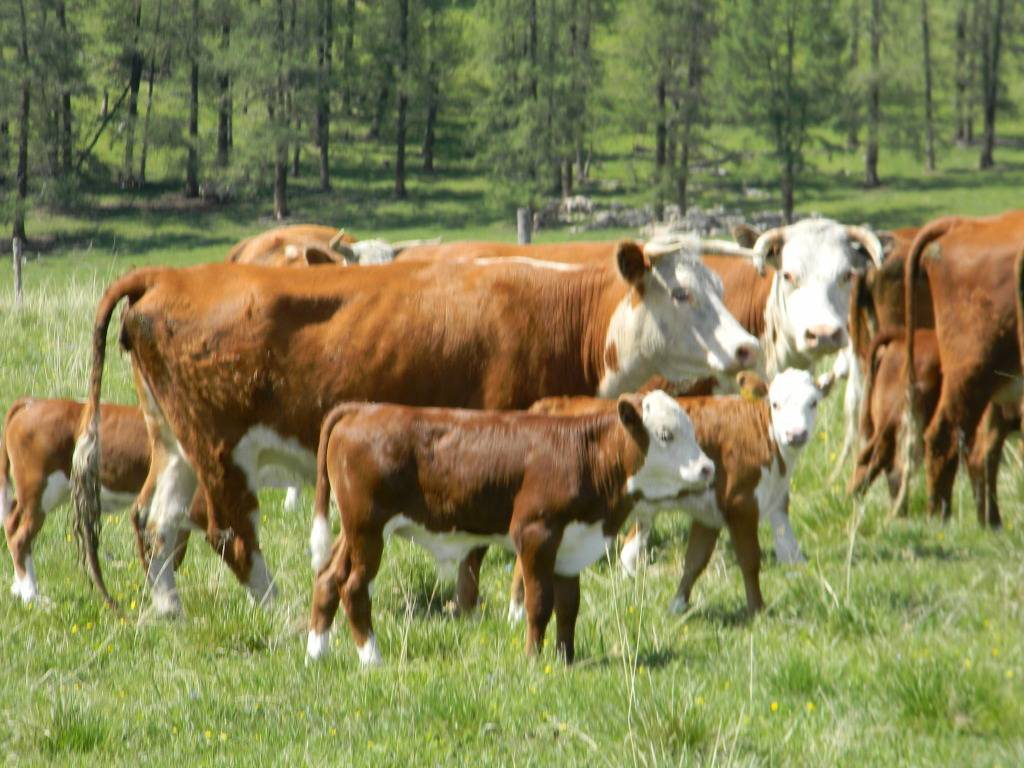 Крупный рогатый скот. молочная и мясная продуктивность крупного рогатого скота