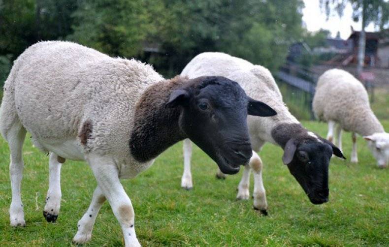 Овцы породы дорсет хорн и дорсет хорн полл: описание и характеристика