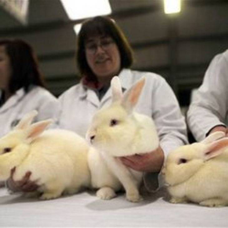 Почему умирают кролики – болезни, которые вызывают мор грызунов