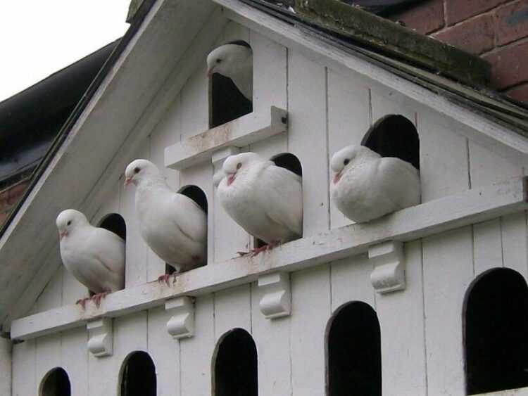 Как ухаживать за голубем в домашних условиях
