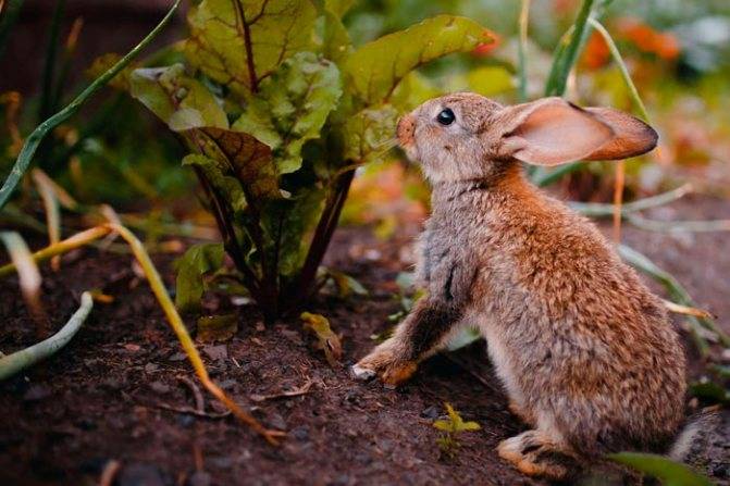 Как и можно ли кроликам давать ботву от редьки? составляем рацион питания «ушастикам» правильно!
