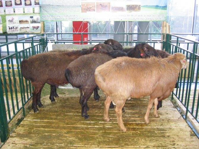 Приживется ли в наших климатических условиях казахская порода овец?