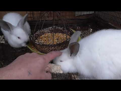 Чем и как кормить кроликов зимой в домашних условиях?