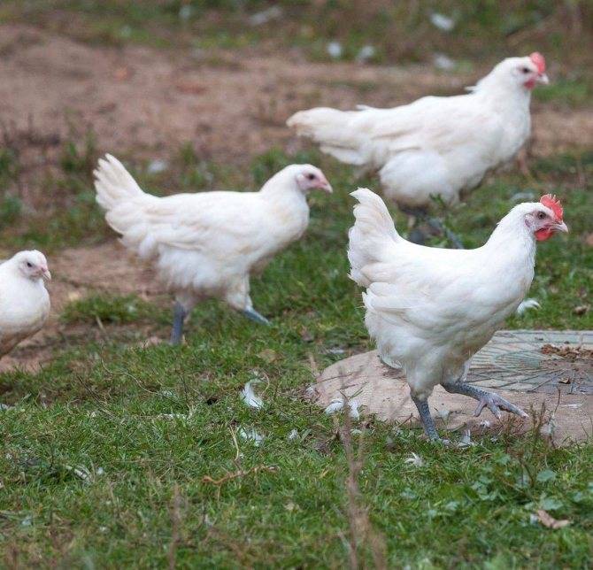 Продуктивные бресс гальские курицы: характеристика, специфика разведения в домашних условиях