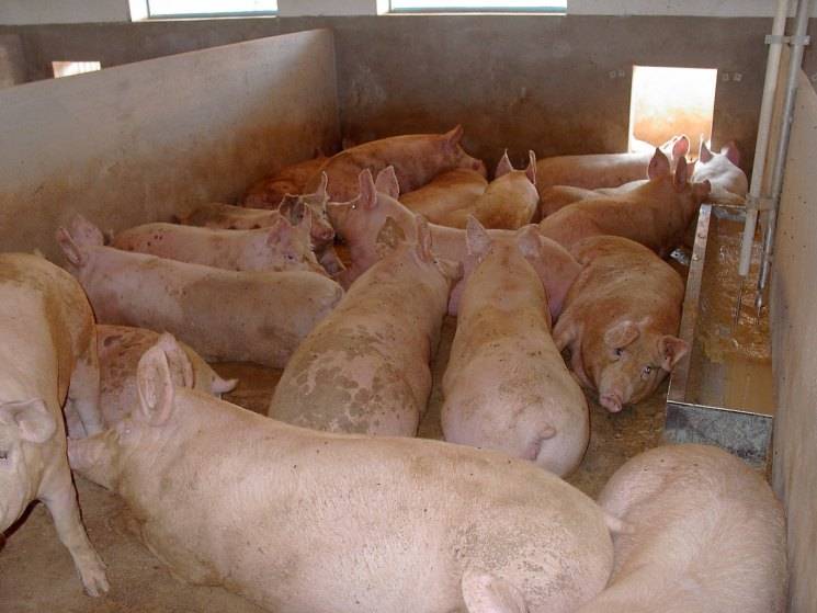 Как правильно кормить свиней в домашних условиях