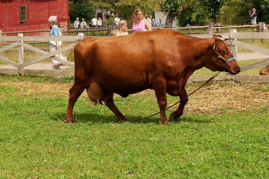 Красно-пестрая порода коров: характеристики удоев, вкус мяса, фото буренок голштинская масти — moloko-chr.ru