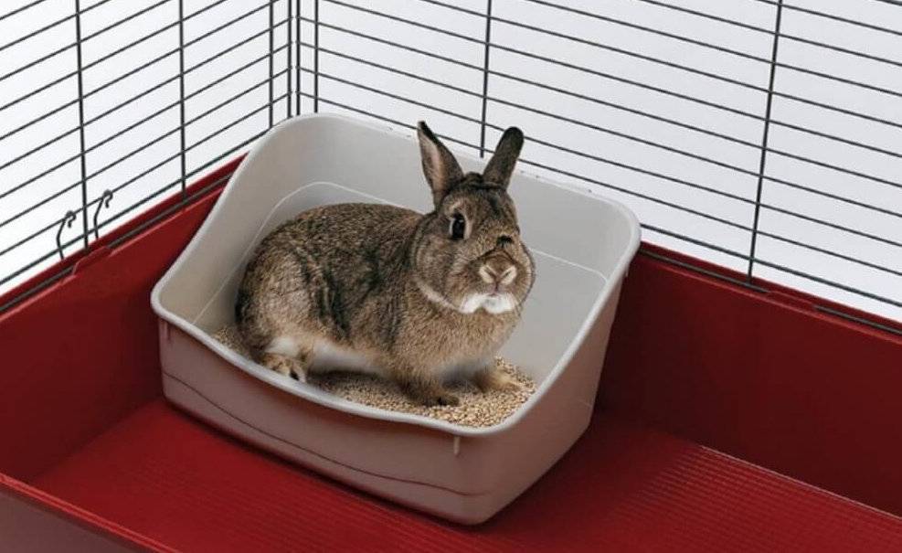 Как декоративного кролика приучить к лотку в квартире?