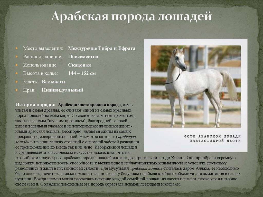 Описание экстерьера и характеристики Арабской породы лошадей