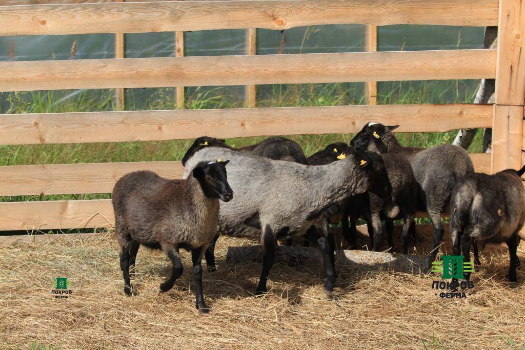 Разведение овец романовской породы в домашних условиях