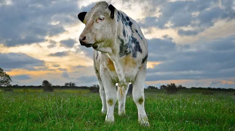 Описание бельгийской голубой коровы, преимущества породы и правила разведения