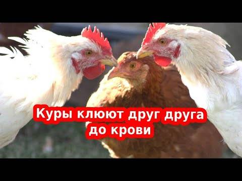 Что делать, если цыплята клюют друг друга до крови: советы, фото и видео