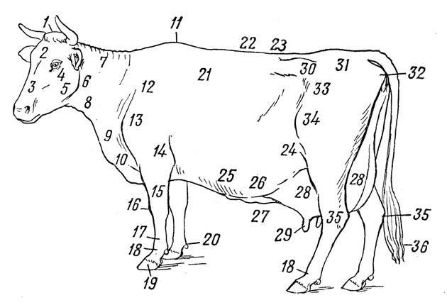 Вымя коровы: анатомия, уход, болезни