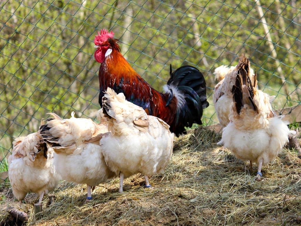 Как выбрать самую яйценосную курицу для своего двора?