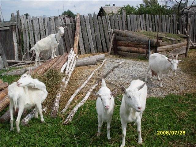 Разведение коз как бизнес в домашних условиях для начинающих: с чего начать и как преуспеть