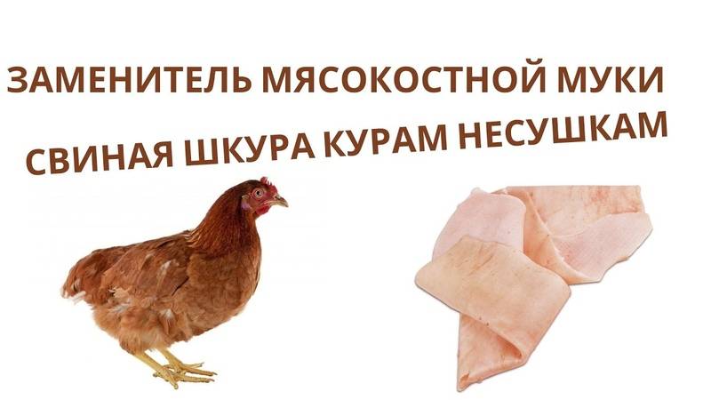 Костная и мясокостная мука для кур: дозировка
