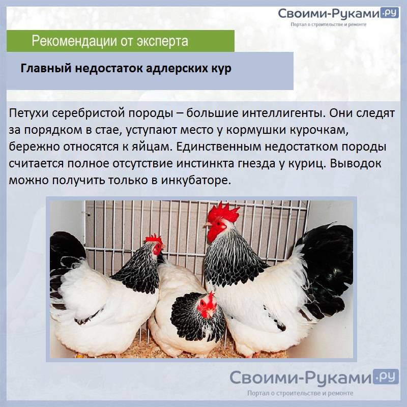 Описание и продуктивность Пушкинской породы кур