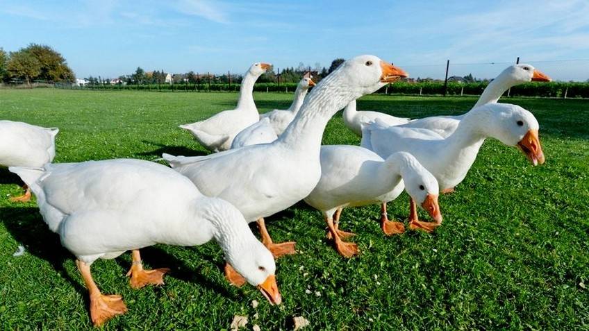 Итальянские белые гуси: описание породы