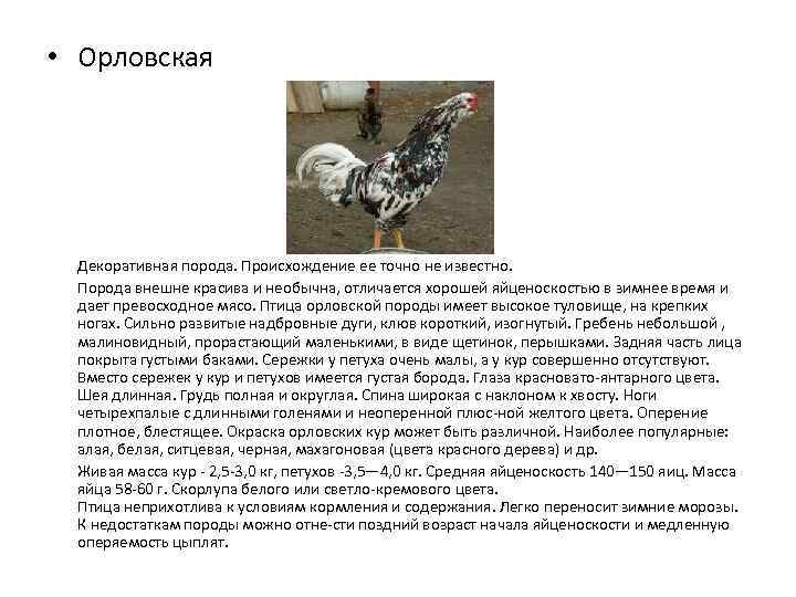 Орловская ситцевая порода кур – описание, фото, отзывы
