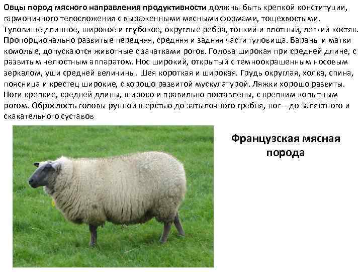 Куйбышевская порода овец: описание, содержание и уход
