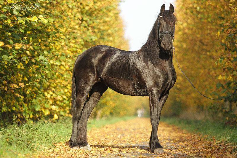 Фризская порода лошадей: история, особенности, внешний вид, применение, фото и описание