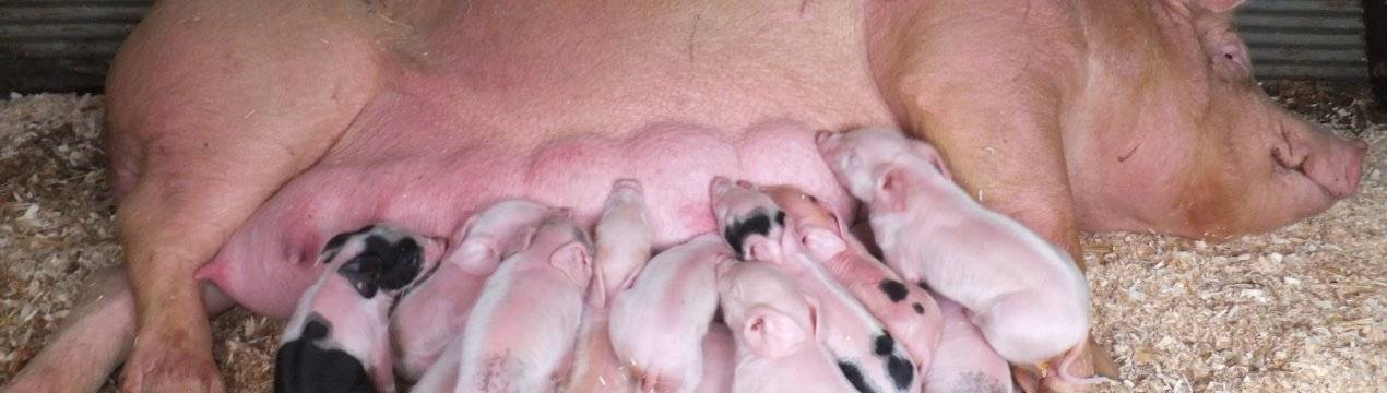 Как проходят роды домашней свиньи