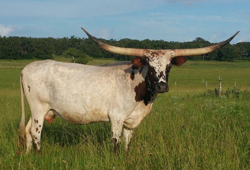 Описание и характеристика коров породы обрак, правила их содержания