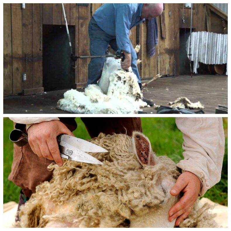 Стрижка овец: особенности, сроки, правила и выбор оборудования