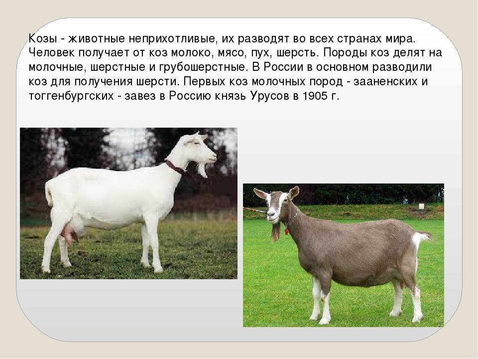 Тоггенбургская порода коз: экстерьерные особенности, молочная продуктивность, плюсы выращивания