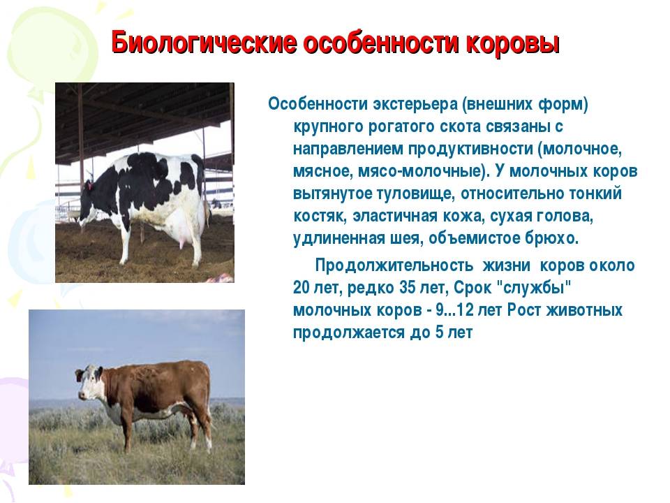 Корова дает молоко: в каком возрасте начинает и как оно образуется, что нужно