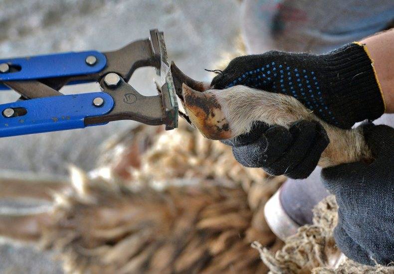 Как правильно делать обрезку копыт у коз: зачем и когда