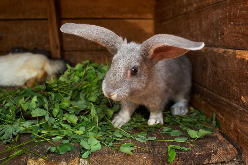 Сколько лет живут декоративные кролики в домашних условиях