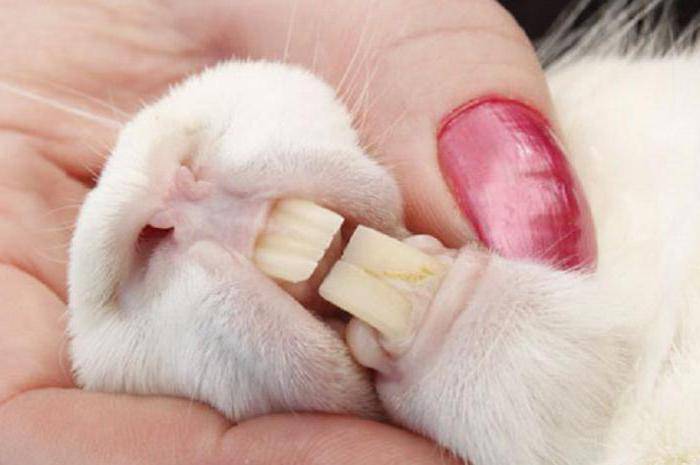 Зубы кролика особенности строения и возможные проблемы