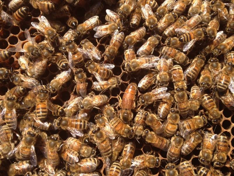 Пчелы бакфаст: особенности, характеристика, отзывы о породе