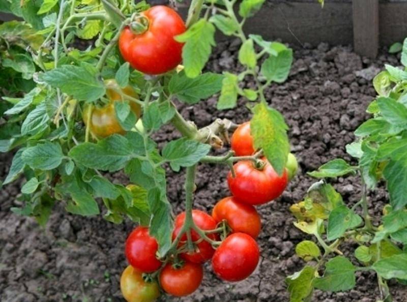 Ранние томаты «дачник»: описание сорта и рекомендации по выращиванию