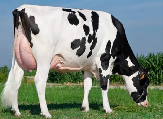 Корова голштинская описание породы